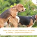 Understanding Compensation for Male Dog Owners in Breeding