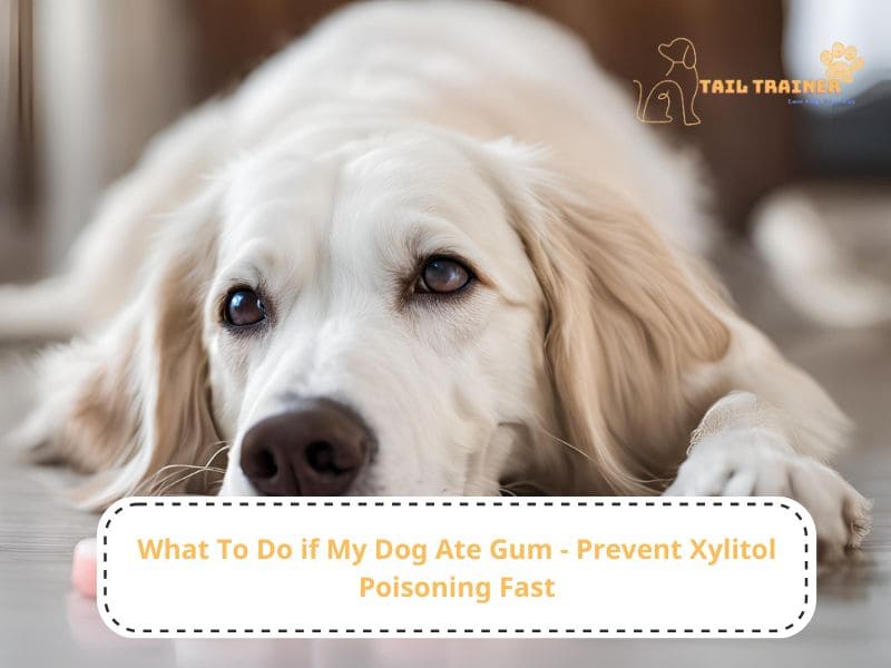 What To Do if My Dog Ate Gum - Prevent Xylitol Poisoning Fast