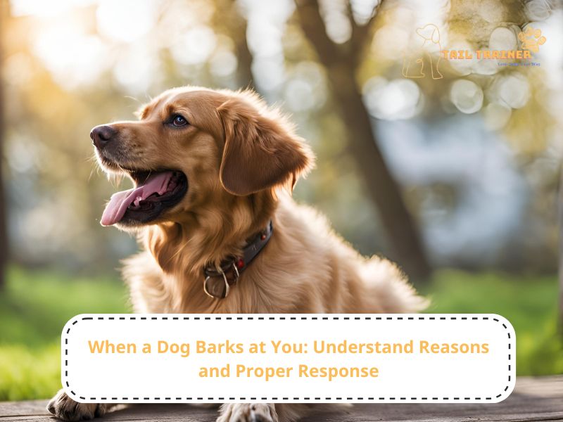 When a Dog Barks at You: Understand Reasons and Proper Response